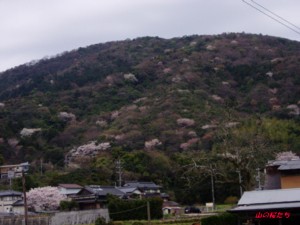 20160402浮野ｎ山.jpg