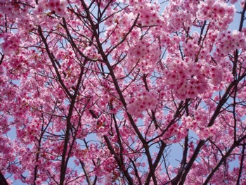 桜０８０４０６．３.jpg